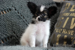 Photo №4. I will sell papillon dog in the city of Kiev. from nursery - price - 1374$