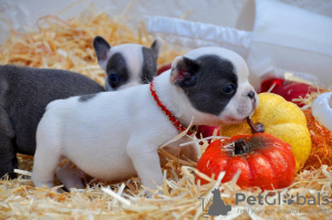 Photo №1. french bulldog - for sale in the city of Missouri Valley | Is free | Announcement № 39650