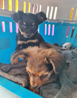 Photo №3. Cockapoo puppies. United States