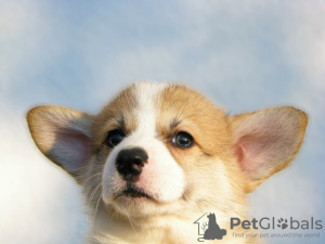 Photo №4. I will sell welsh corgi in the city of Москва. from nursery - price - negotiated