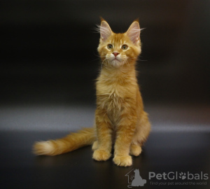 Photo №1. maine coon - for sale in the city of Saransk | 353$ | Announcement № 7254