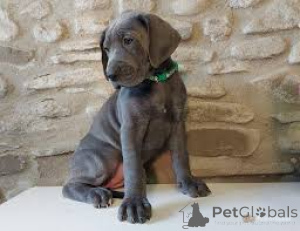 Photo №4. I will sell great dane in the city of Helsinki. private announcement, breeder - price - 700$