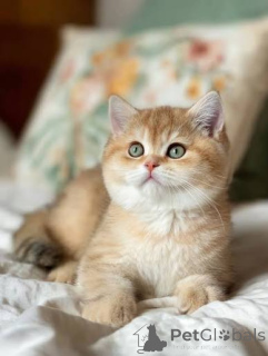 Photo №1. british shorthair - for sale in the city of London Suni | negotiated | Announcement № 173856