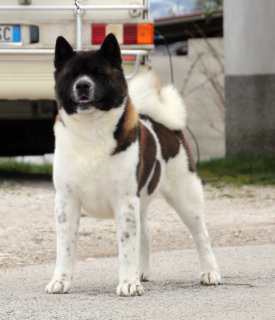 Photo №2 to announcement № 5591 for the sale of american akita - buy in Kyrgyzstan from nursery, breeder