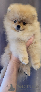 Photo №1. pomeranian - for sale in the city of Minsk | 420$ | Announcement № 19039