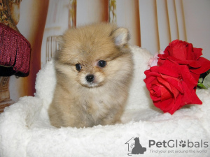 Additional photos: Pomeranian girl