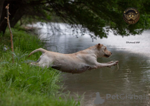 Additional photos: Labrador retriever puppies