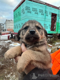 Additional photos: Baby puppies are urgently looking for a home!