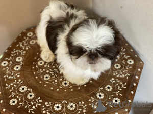 Photo №1. shih tzu - for sale in the city of Cologne | Is free | Announcement № 95917