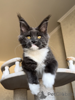 Photo №3. Strong, curious, and loyal Atlas carries love on his mighty paws.. Luxembourg