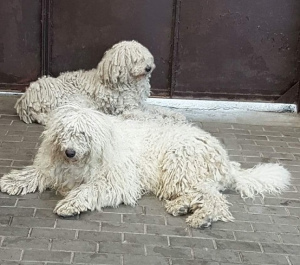 Photo №1. komondor - for sale in the city of St. Petersburg | negotiated | Announcement № 6935