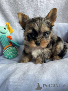 Photo №1. yorkshire terrier - for sale in the city of Helsinki | 516$ | Announcement № 163968