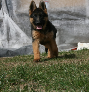 Photo №4. I will sell german shepherd in the city of Minsk. private announcement, breeder - price - 500$