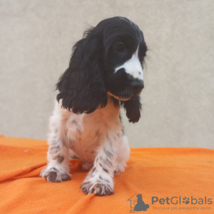 Additional photos: English Cocker Spaniel puppies