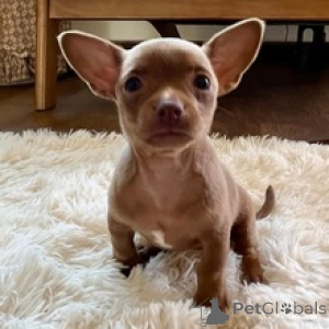 Photo №1. chihuahua - for sale in the city of Berlin | 671$ | Announcement № 172241