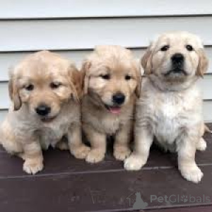 Photo №1. golden retriever - for sale in the city of Paris | 1032$ | Announcement № 164746