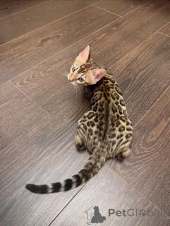 Photo №1. bengal cat - for sale in the city of Zürich | negotiated | Announcement № 171199