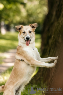 Additional photos: Puppies Yuchi and Miyuki are looking for a person!