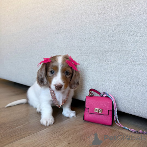 Photo №3. Beautiful Dachshund Puppies Looking for Their Forever Homes. Austria