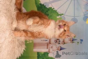 Photo №4. I will sell maine coon in the city of Haifa. from nursery - price - 1500$