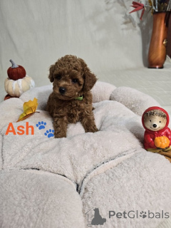 Photo №4. I will sell poodle (toy) in the city of Zrenjanin. breeder - price - negotiated