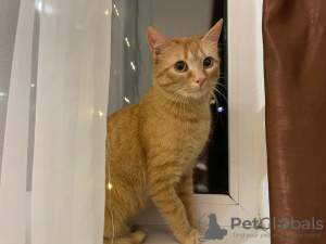 Photo №3. A wonderful young cat Fox is looking for a home and a loving family!. Belarus