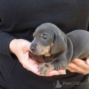 Photo №1. dachshund - for sale in the city of Hartford | 400$ | Announcement № 109899