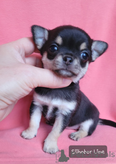 Photo №1. chihuahua - for sale in the city of Москва | negotiated | Announcement № 135398
