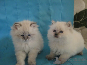 Photo №2 to announcement № 10022 for the sale of siberian cat - buy in Russian Federation private announcement