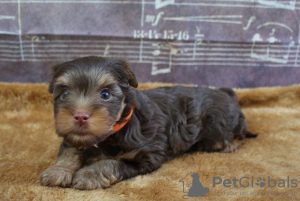 Photo №1. yorkshire terrier - for sale in the city of Paris | negotiated | Announcement № 9502