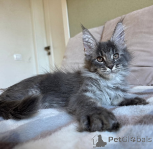 Photo №1. maine coon - for sale in the city of Bella | negotiated | Announcement № 155699