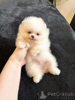 Photo №3. Purebred, elite puppies of the Pomeranian spitz of different colors. France