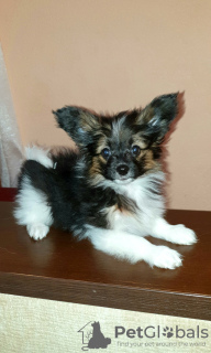 Photo №2 to announcement № 36798 for the sale of papillon dog - buy in Belarus private announcement, breeder