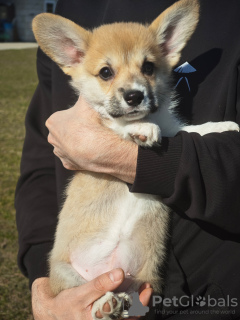 Photo №2 to announcement № 95181 for the sale of welsh corgi - buy in Belarus from nursery