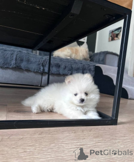 Photo №2 to announcement № 157585 for the sale of pomeranian - buy in Germany private announcement