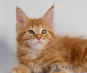 Photo №1. maine coon - for sale in the city of Kirov | 271$ | Announcement № 8794