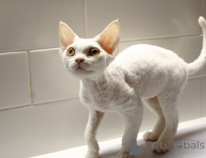 Photo №2 to announcement № 135039 for the sale of devon rex - buy in Poland breeder