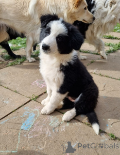 Photo №3. Border Collie/White Swiss Shepherd Pups. Germany
