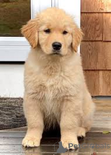 Photo №2 to announcement № 165413 for the sale of golden retriever - buy in Austria private announcement, breeder