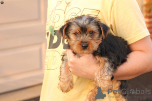 Photo №3.  Adorable Miniature Yorkshire Terriers -. Germany