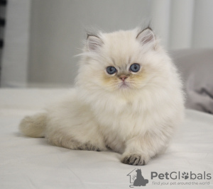 Photo №4. I will sell british longhair in the city of Krivoy Rog. from nursery - price - negotiated