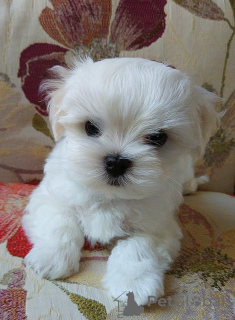 Photo №4. I will sell maltese dog in the city of Kiev. from nursery - price - 1500$