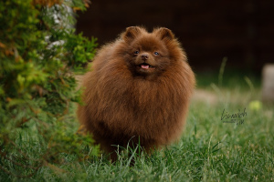 Additional photos: German Spitz brown