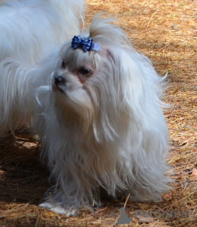 Photo №1. maltese dog - for sale in the city of Kiev | 453$ | Announcement № 167777