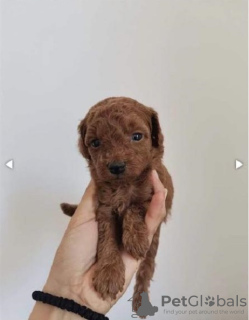 Photo №2 to announcement № 70155 for the sale of poodle (toy) - buy in Serbia 