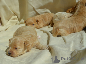 Photo №1. maltipu - for sale in the city of Kiev | 1000$ | Announcement № 168320