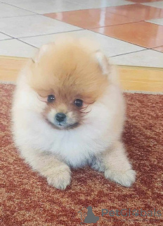 Additional photos: Beautiful Pomeranian puppies