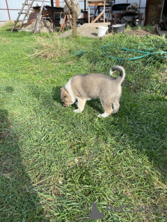 Photo №3. West Siberian Laika cross puppies. Russian Federation