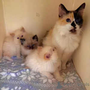 Photo №2 to announcement № 167262 for the sale of ragdoll - buy in Germany private announcement