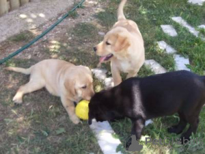 Photo №1. labrador retriever - for sale in the city of Lisbon | negotiated | Announcement № 126879